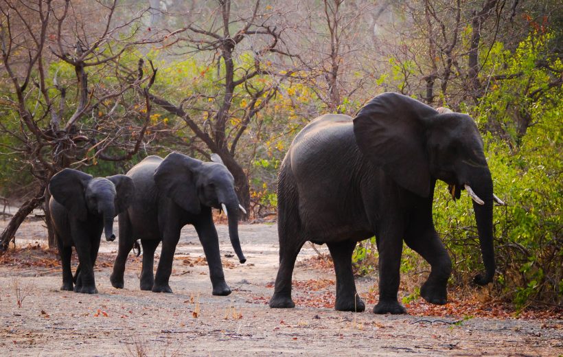 Malawi Bush and Beach - Budget Friendly