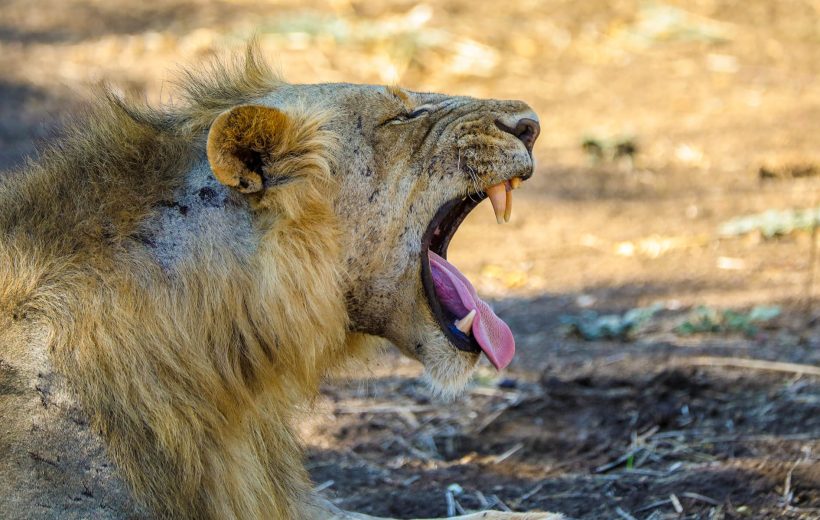 The Very Best of Safari - with Internal Flights