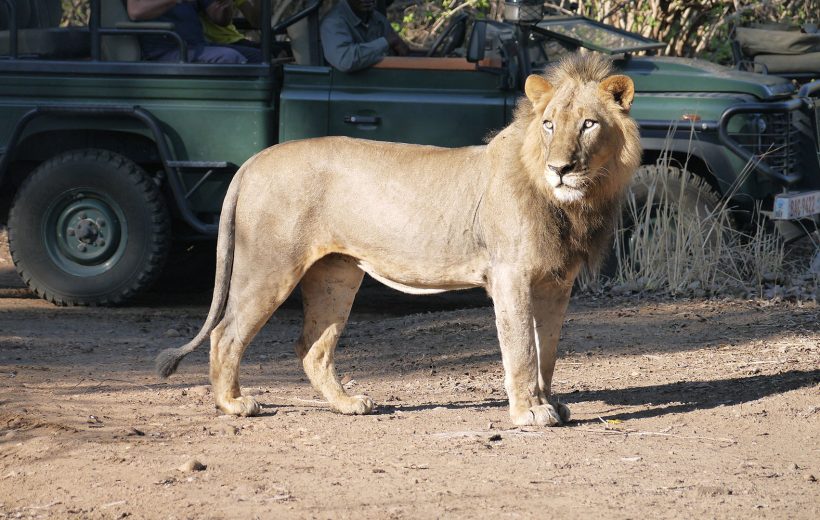 Zambia Safari and Blue Zebra Island Malawi