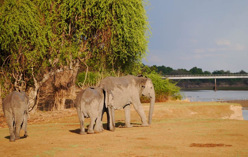 Safari Lovers - Budget Friendly