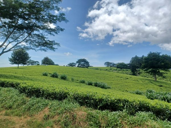 Safari and trekking in Malawi