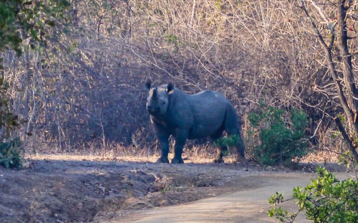 Rhino Liwonde