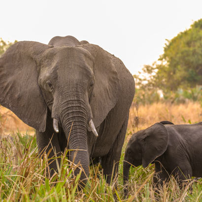 Liwonde National Park