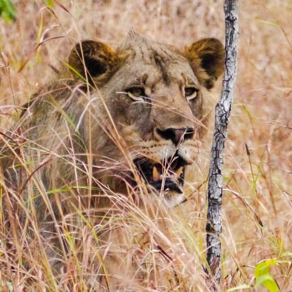 Majete Wildlife Reserve